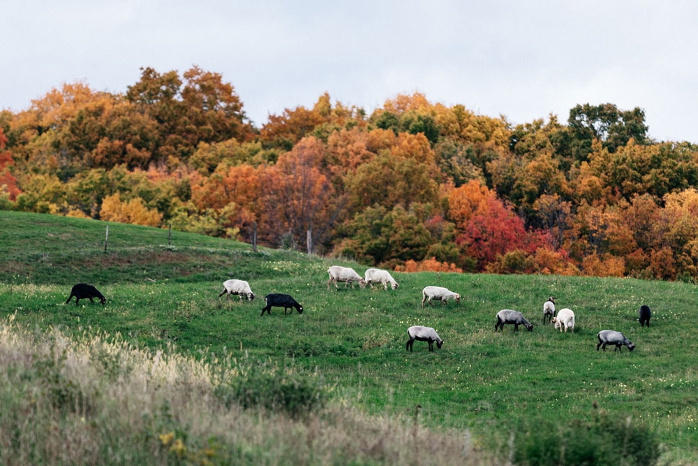 A flock of sheep on a green pasture, autumnal trees in the distance.