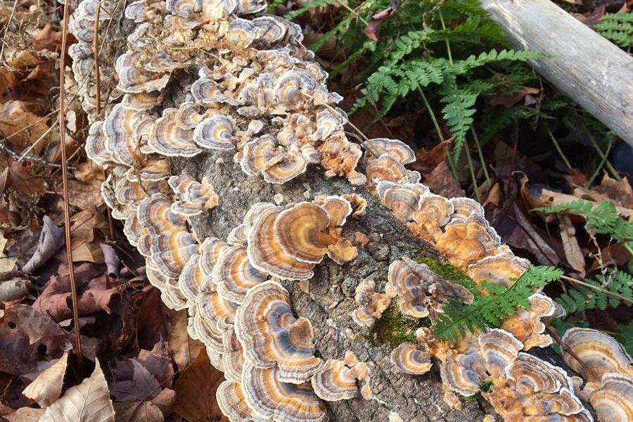 Many mushrooms growing on a log on a forest floor