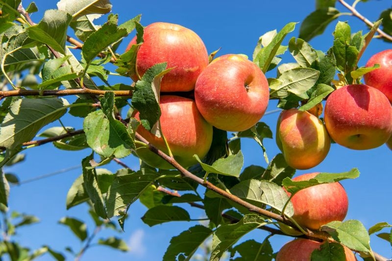 apples on trees