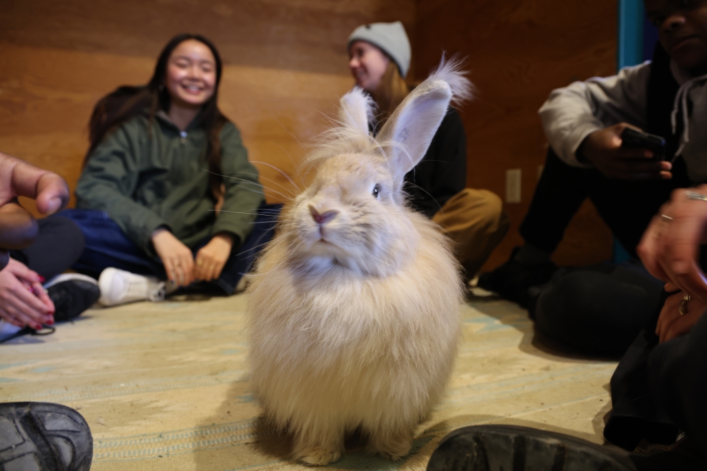 rabbit with kids