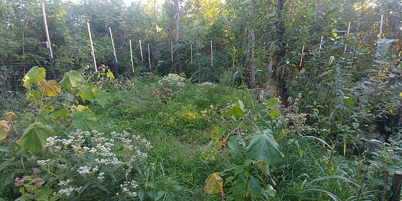 Myco-Phytoremediation