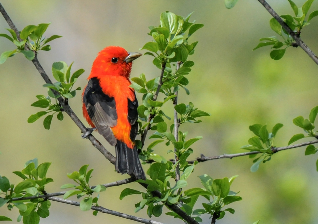 scarlet tanager