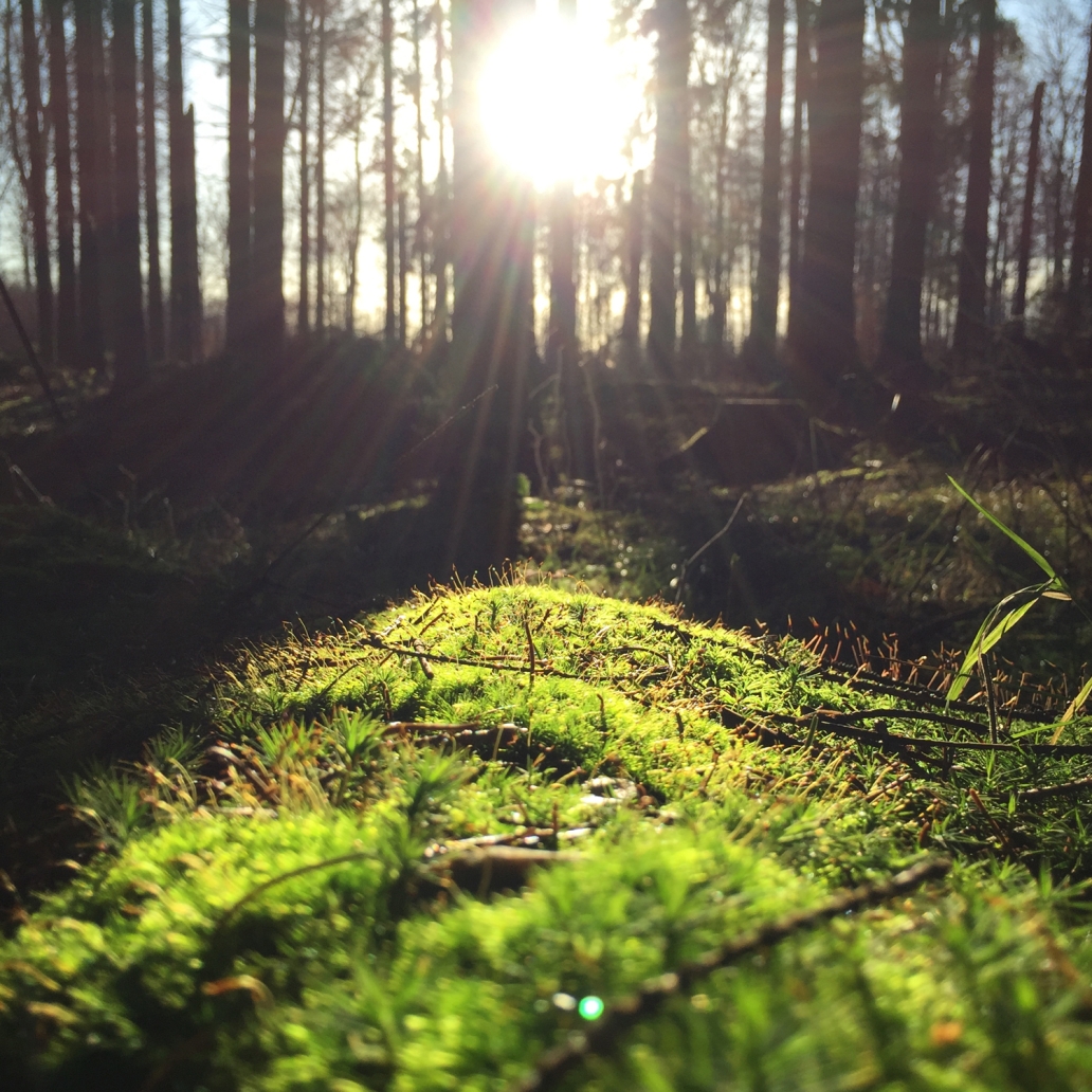 forest floor
