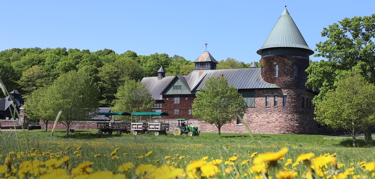 Farm Barn with tractor-pulled wagon in front and dandelions, bright blue sky