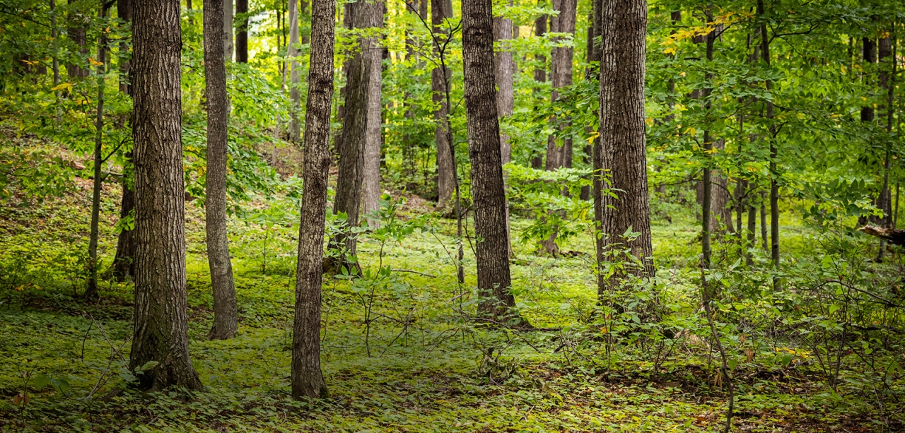 in a forest of mostly maple trees