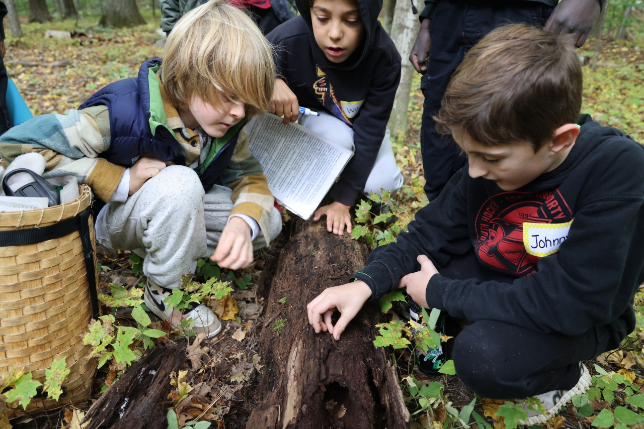 Three young boys gather around and inspect a rotting log on a lush forest floor