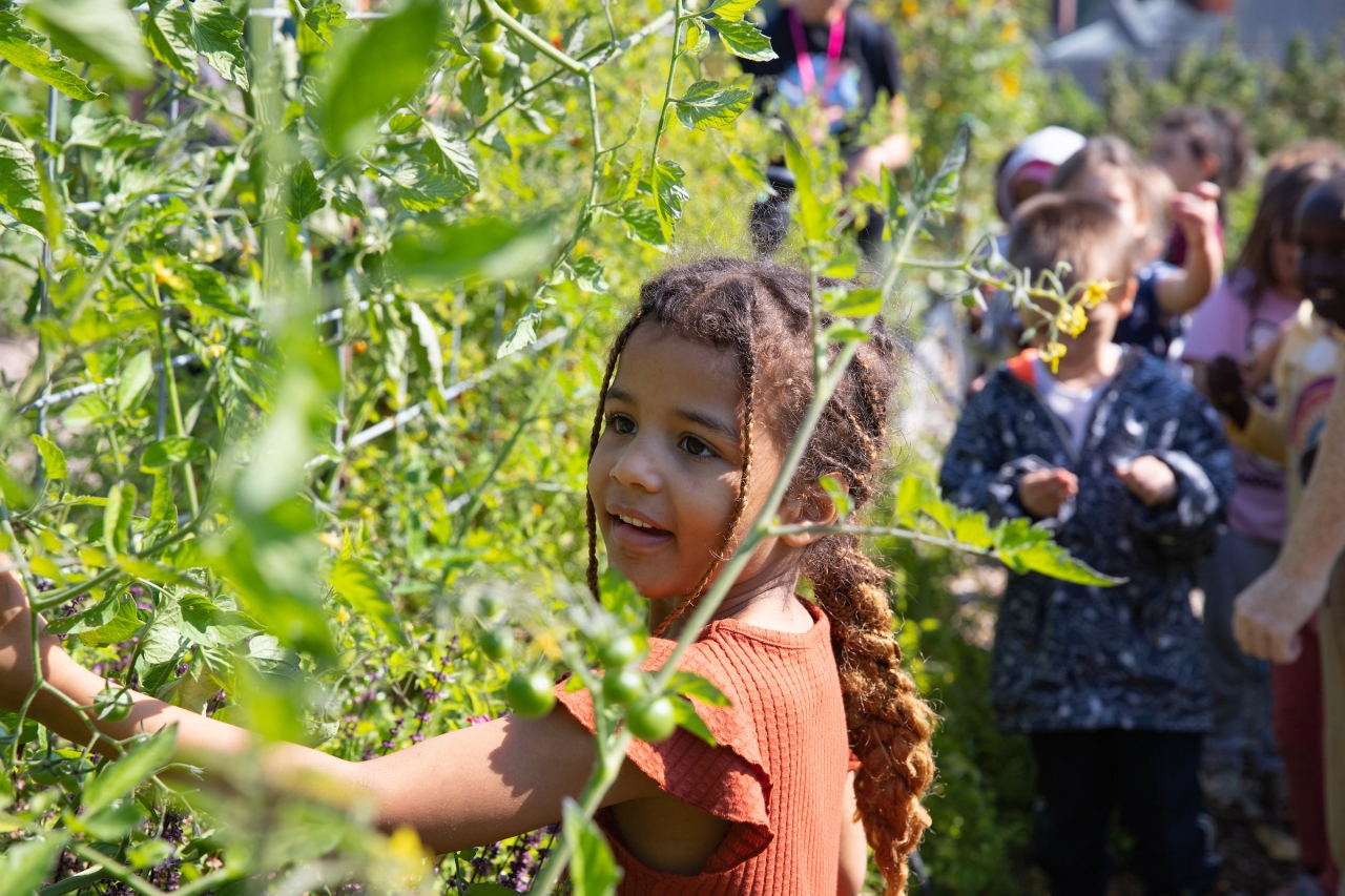 A young child smiles while standing among tall cherry tomato plants in an outdoor garden