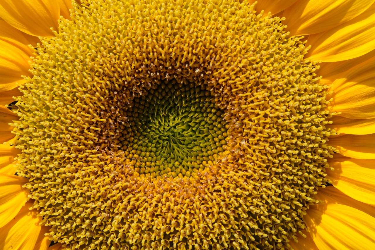 A closeup of a yellow sunflower in bloom.