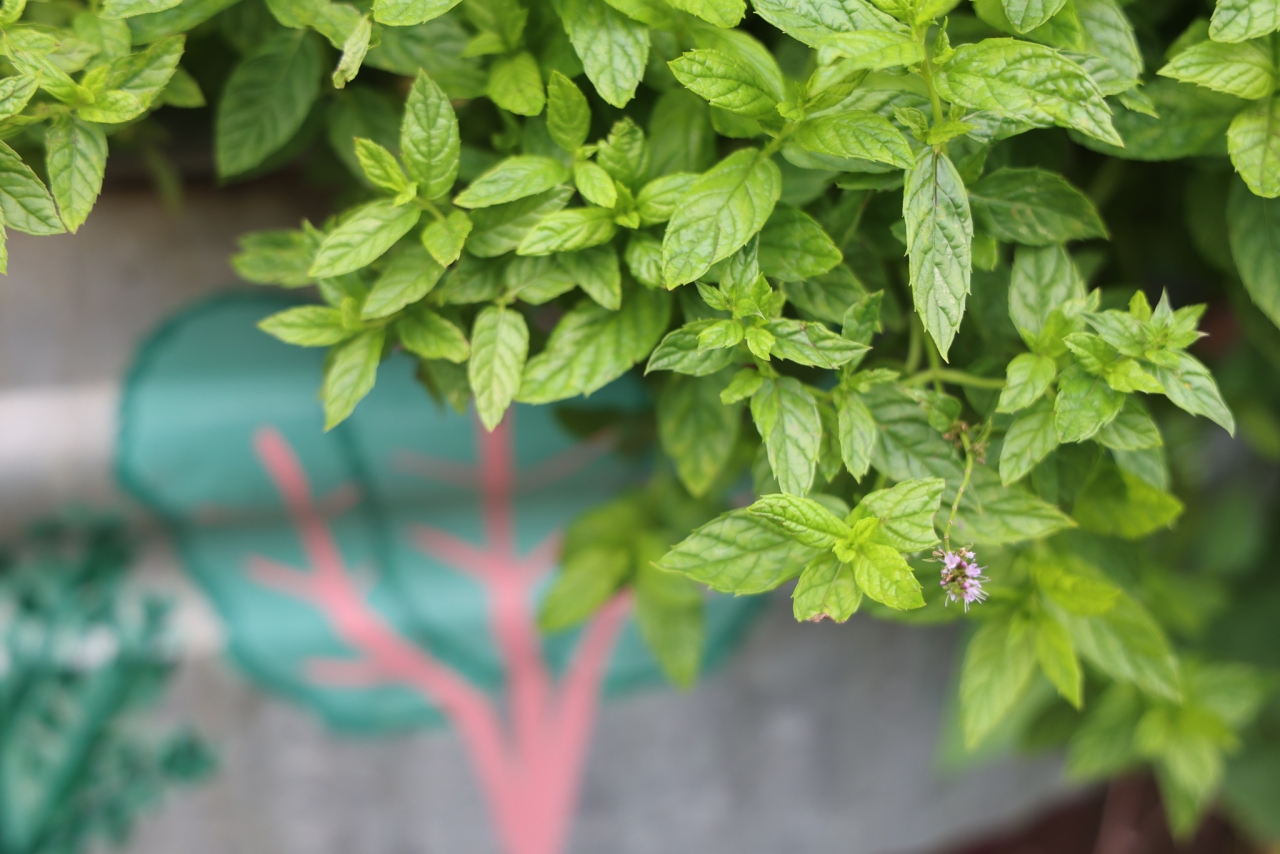 Mint grows in a raised garden bed