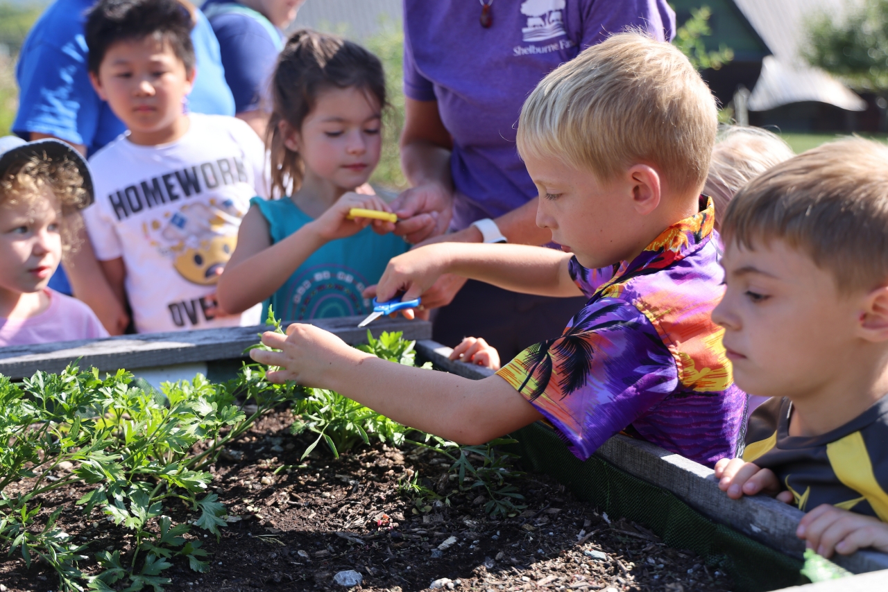 Young children gather at a raised garden bed, one uses scissors to cut herbs.