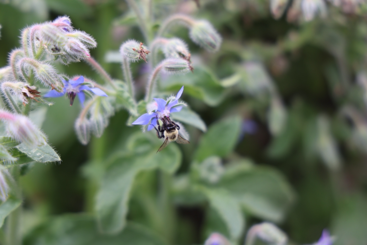 A bee collects pollen from a purple flower