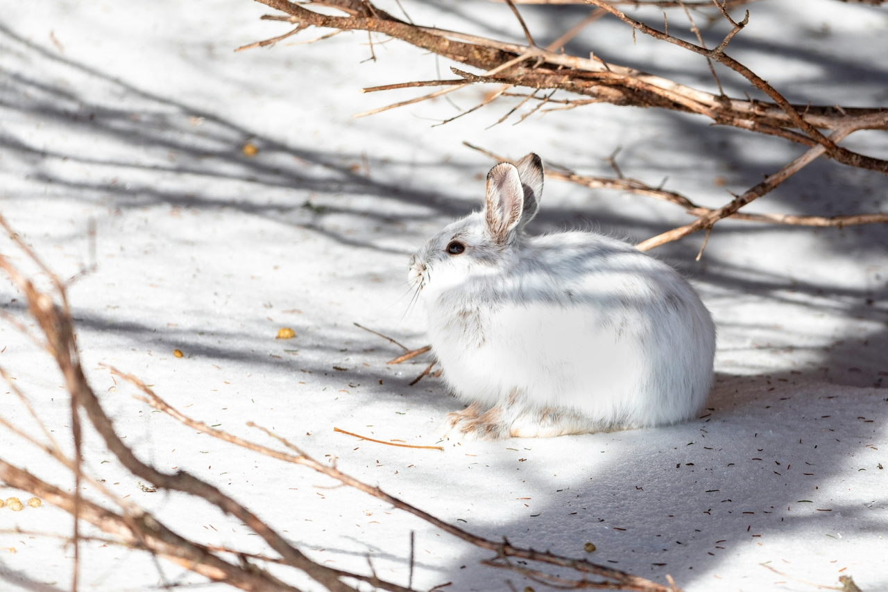 A white snowshoe hare sits on a snow covered forest floor