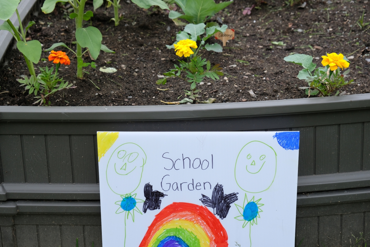 Small flowers in a raised garden bed behind a handwritten sign that reads school garden