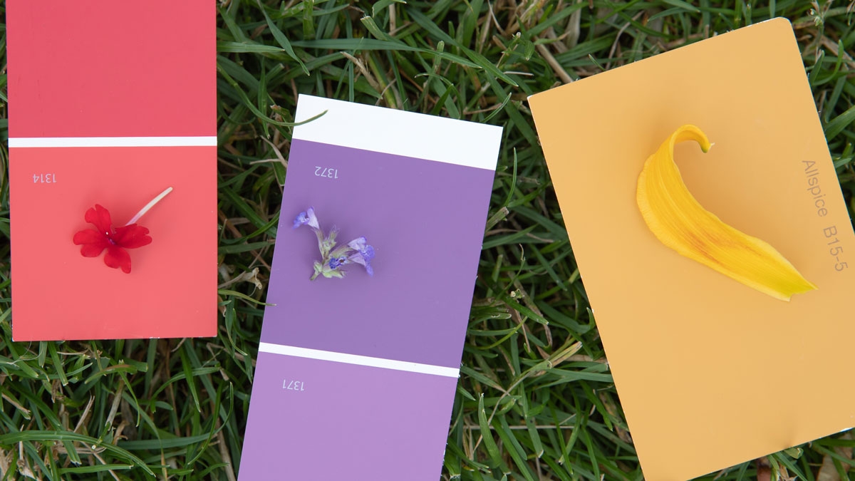 Pink, purple, and yellow paint sample cards lay on the grass with small flowers of similar colors laid upon each.