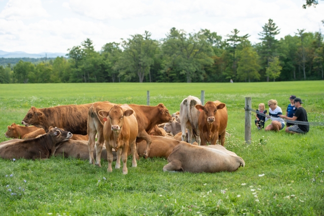 Adults and children looking at Brown Swiss cows at Shelburne Farms