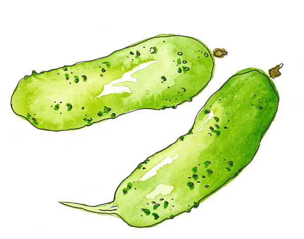 illustration of cucumbers