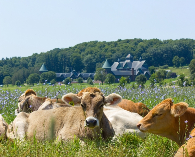 brown cows lying down in a field with Farm Barn in the background
