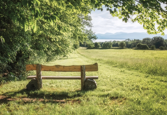 empty rough wooden bench facing a meadow, with trees overhanging in foreground and lake in the distance