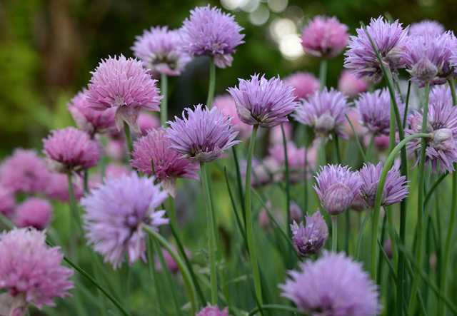 A macro shot of blooming purple chive blossoms growing in a garden against a green forested treeline