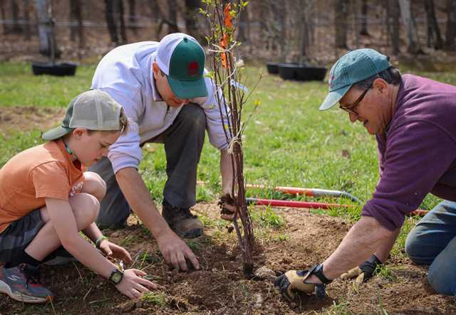 two men and a boy, all with baseball caps on, planting a small tree.