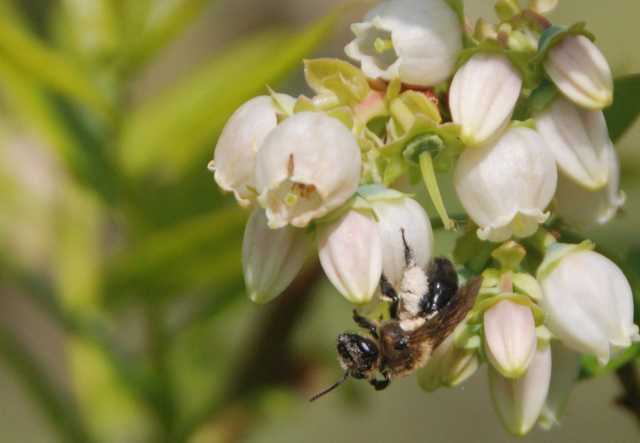 A closeup of a mining bee on a blueberry bush