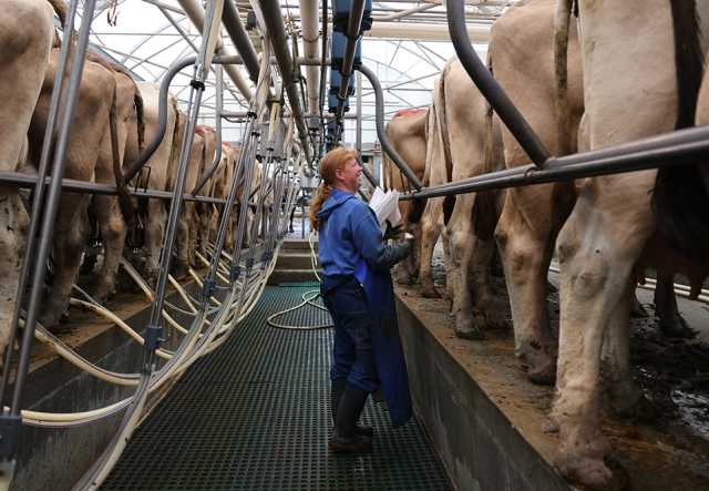 Woman with long blue bib in blue milking cows in milking parlor