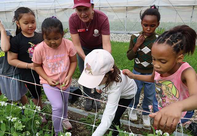 Young learners and an educator pick snow peas in a garden