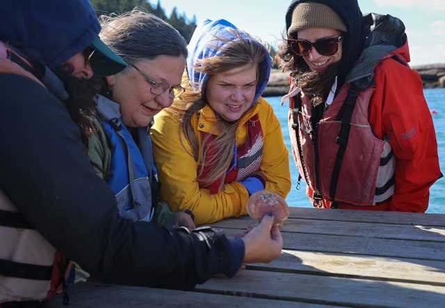 Four people gather around a wooden table on the ocean coast examining a scallop