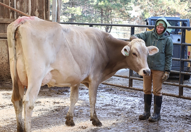 woman scratching the head of a brown swiss cow