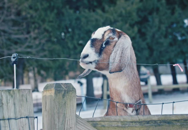 brown goat with floppy ears peeking over a fence