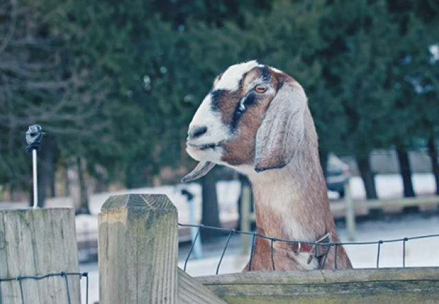 brown goat with floppy ears peeking over a fence