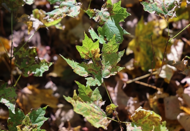 Green and yellow maple tree seedlings on a forest floor