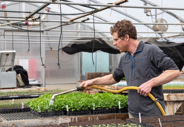 man in greenhouse watering trays of small green plants with a hose