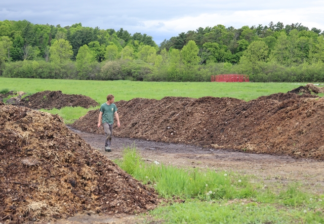 Man walking in between two windrows of compost