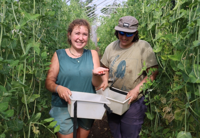 two women inside a hoop house with tall pea plants. Woman on the left is holding out a harvested pea and smiling at the camera.