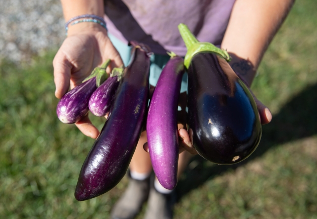 A person holds a collection of three kinds of eggplant: fairy tale, Asian, and Italian.