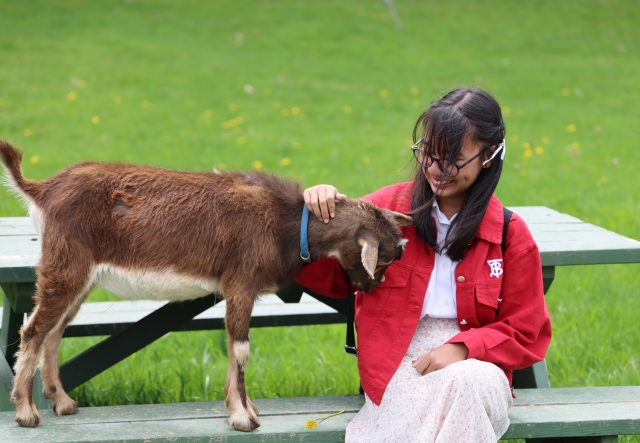 A girl sits at a picnic table, smiling as she pets a goat standing next to her.