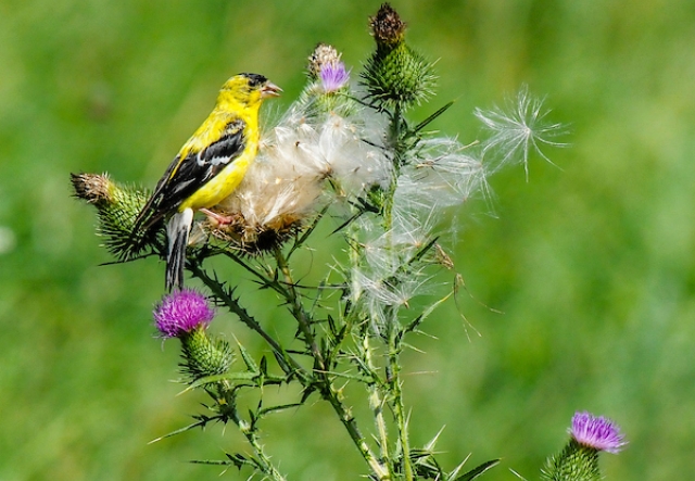 closeup of a goldfinch sitting on a thistle bush