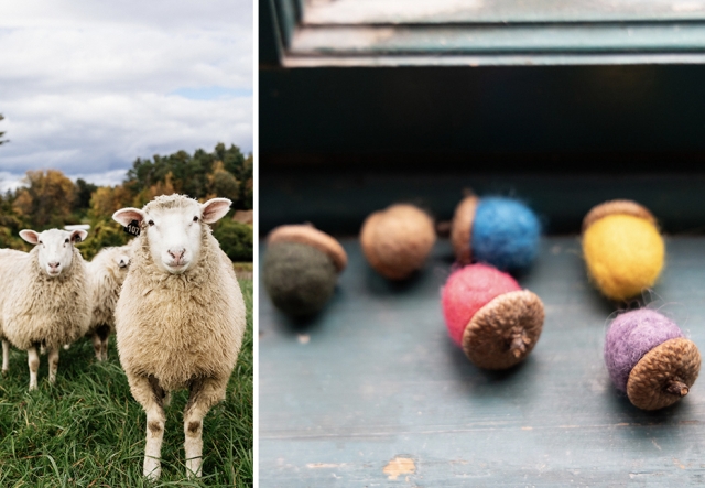 Sheep on pasture and felted wool acorns
