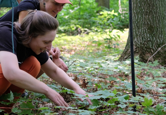 Adults kneel on a forest floor inspecting small green maple saplings