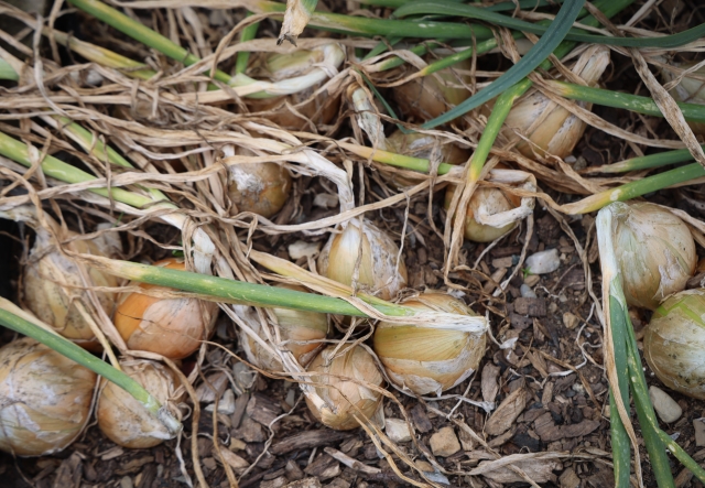 Freshly harvested onions with visible roots and soil, lying on the ground.