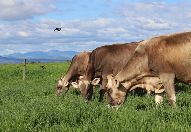close up of three cows grazing in pastures with a little bird flying by!