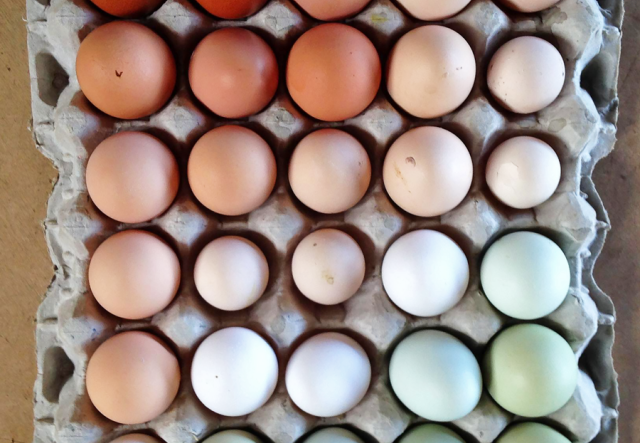 Eggs of all natural colors, from brown to green