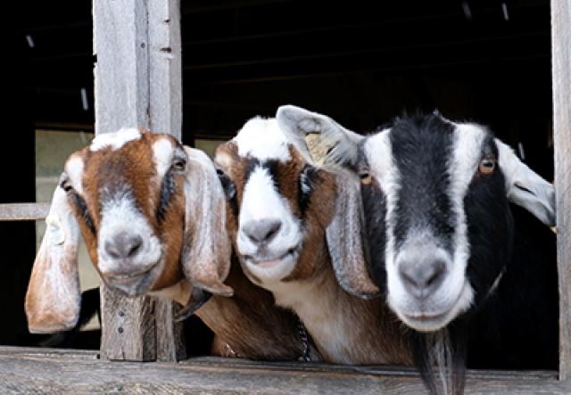 Three goats stand in the window of a barn