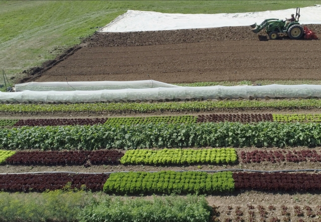 Rows of vegetables grow in the front of a garden field. A person drives a tractor through soil behind.