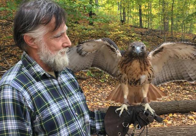 bearded man in checked shirt with a red tailed hawk on his arm wings spread out