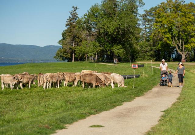 Parents pushing stroller on walking trail next to grazing calves