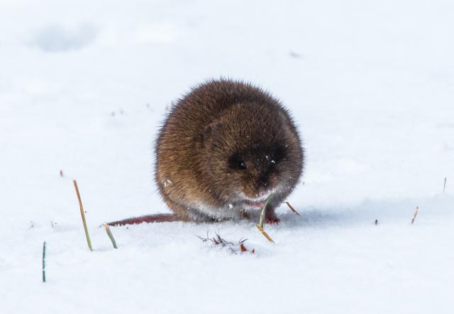 Small rodent in the snow