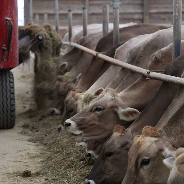 brown swiss cows being fed in a barn