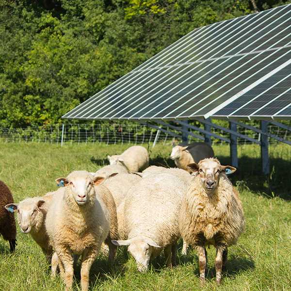 sheep in front of solar panels